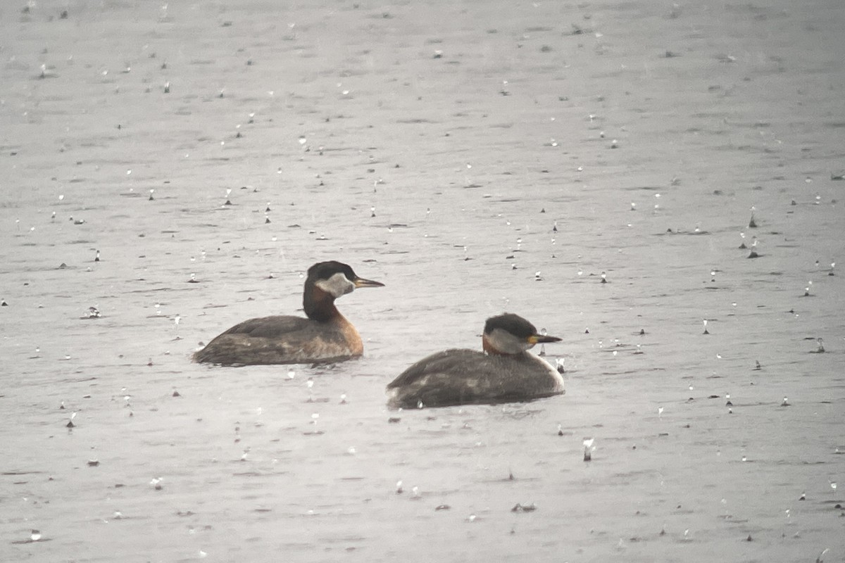 Red-necked Grebe - ML616917146