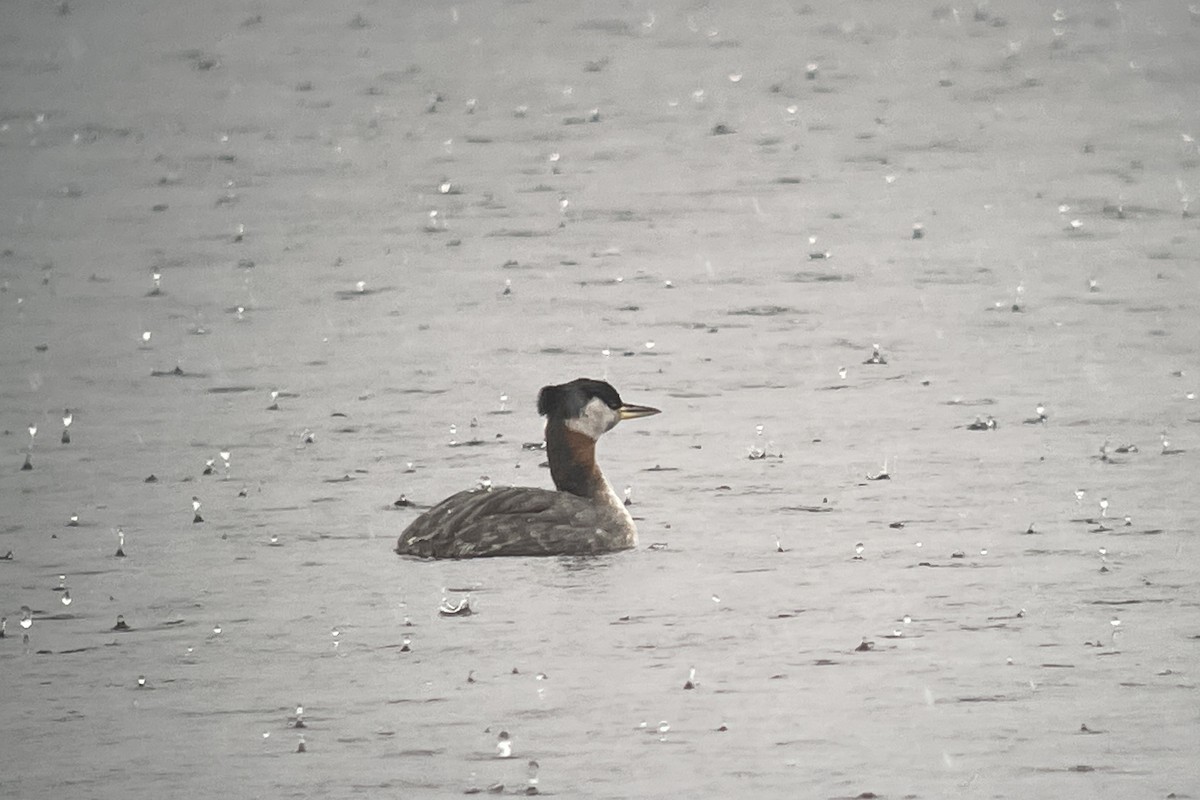 Red-necked Grebe - ML616917147