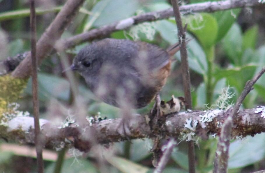 Pale-bellied Tapaculo - ML616917156