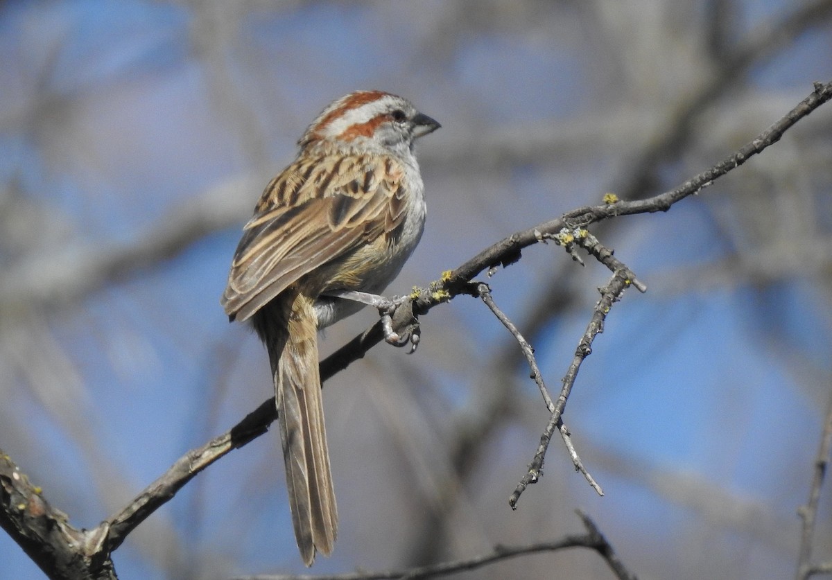 Chaco Sparrow - JESSICA ARRIGORRIA