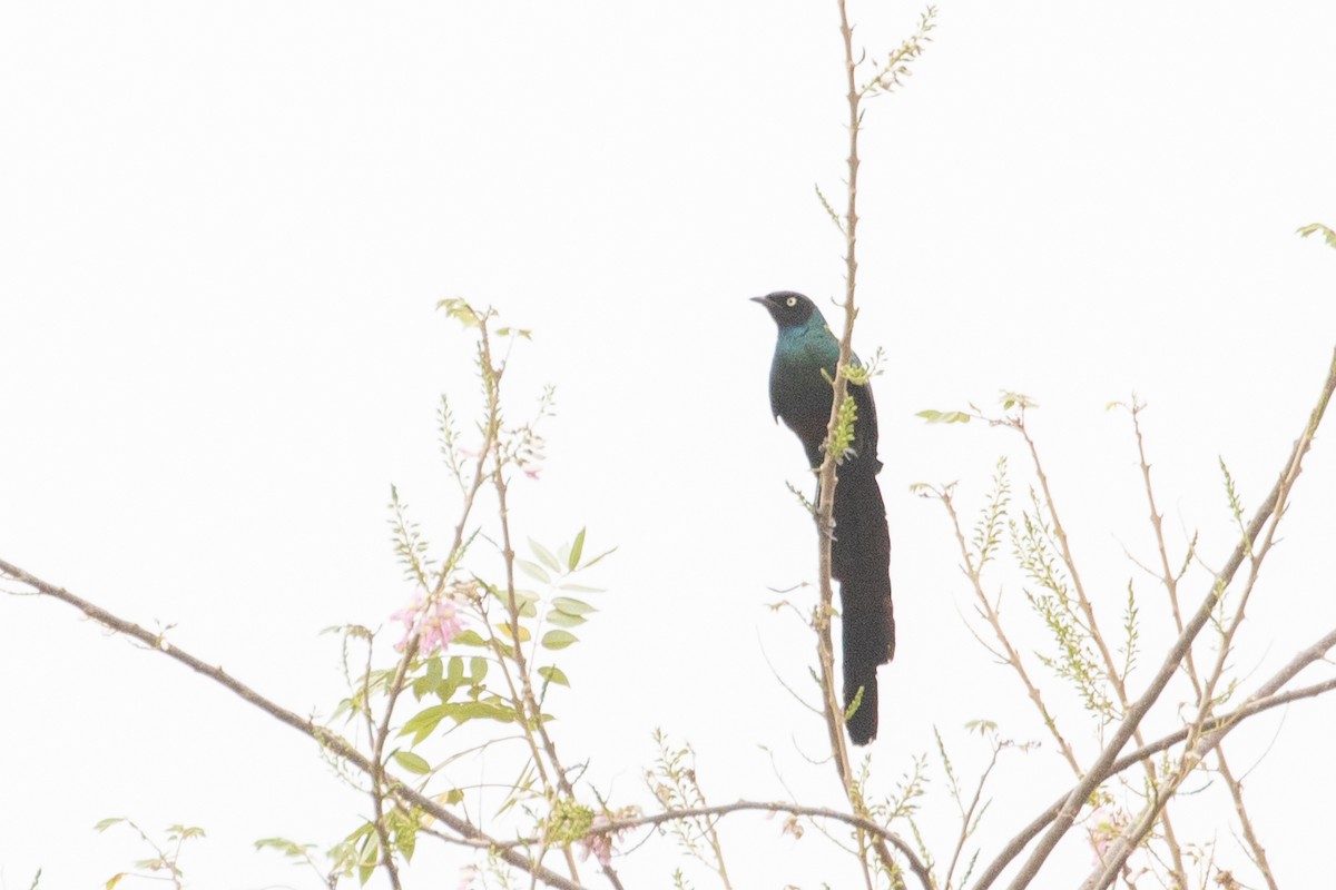 Long-tailed Glossy Starling - ML616917208