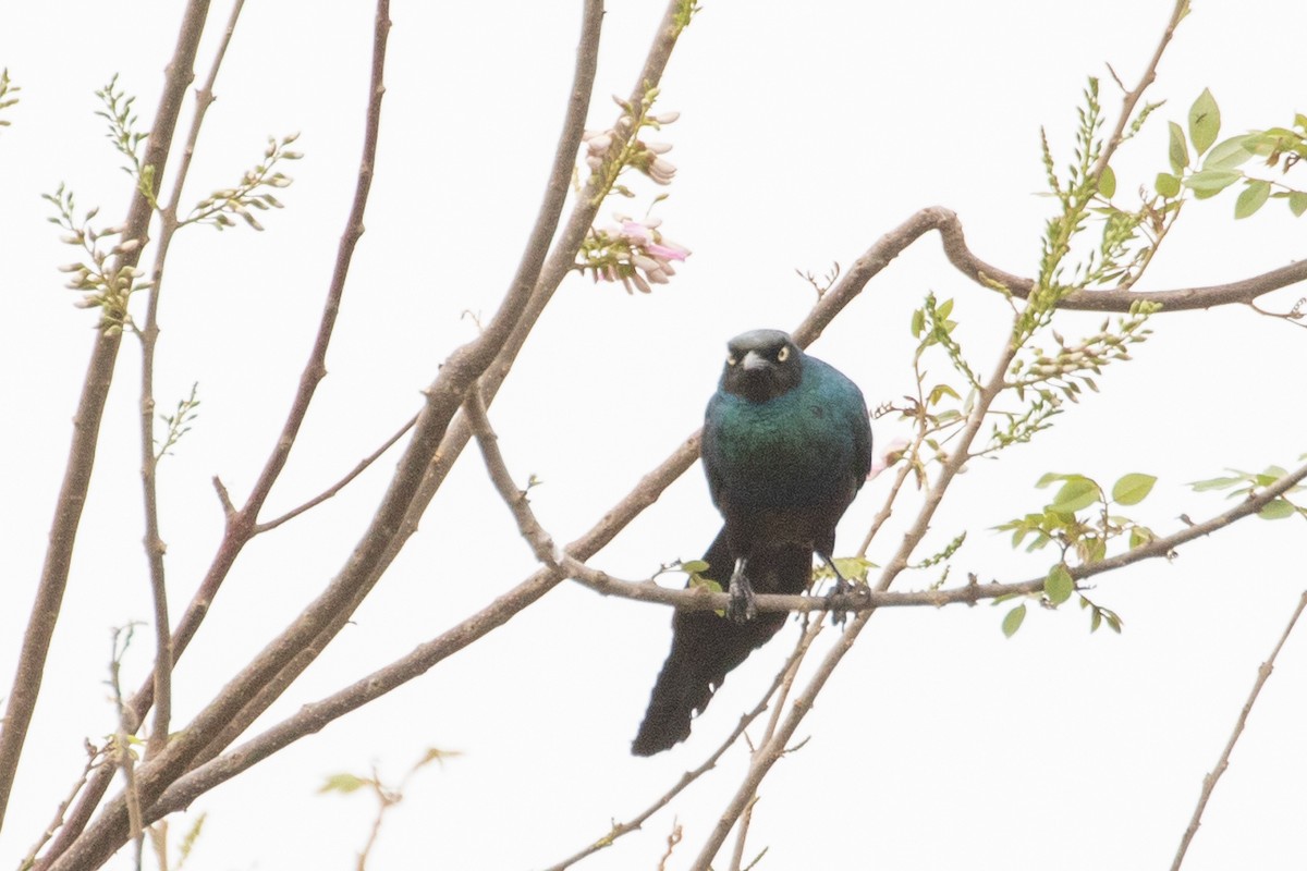 Long-tailed Glossy Starling - ML616917233