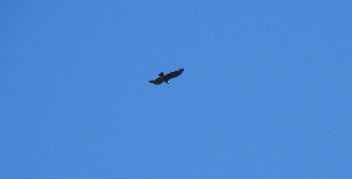 Condor des Andes - ML616917238