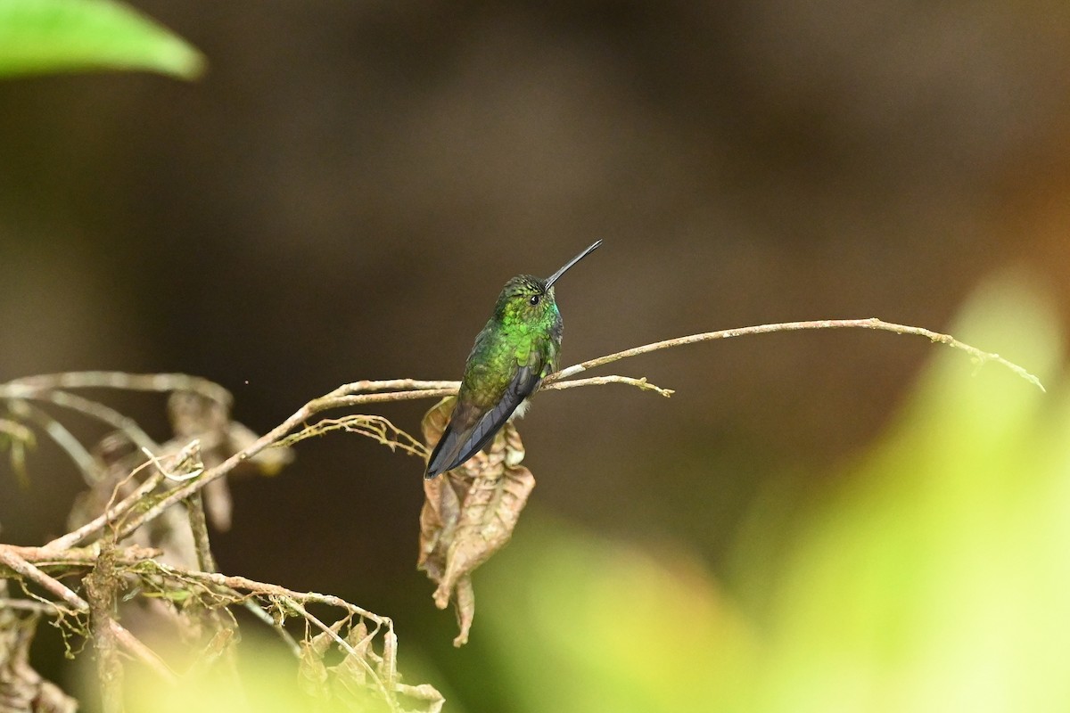 kolibřík západokolumbijský - ML616917249