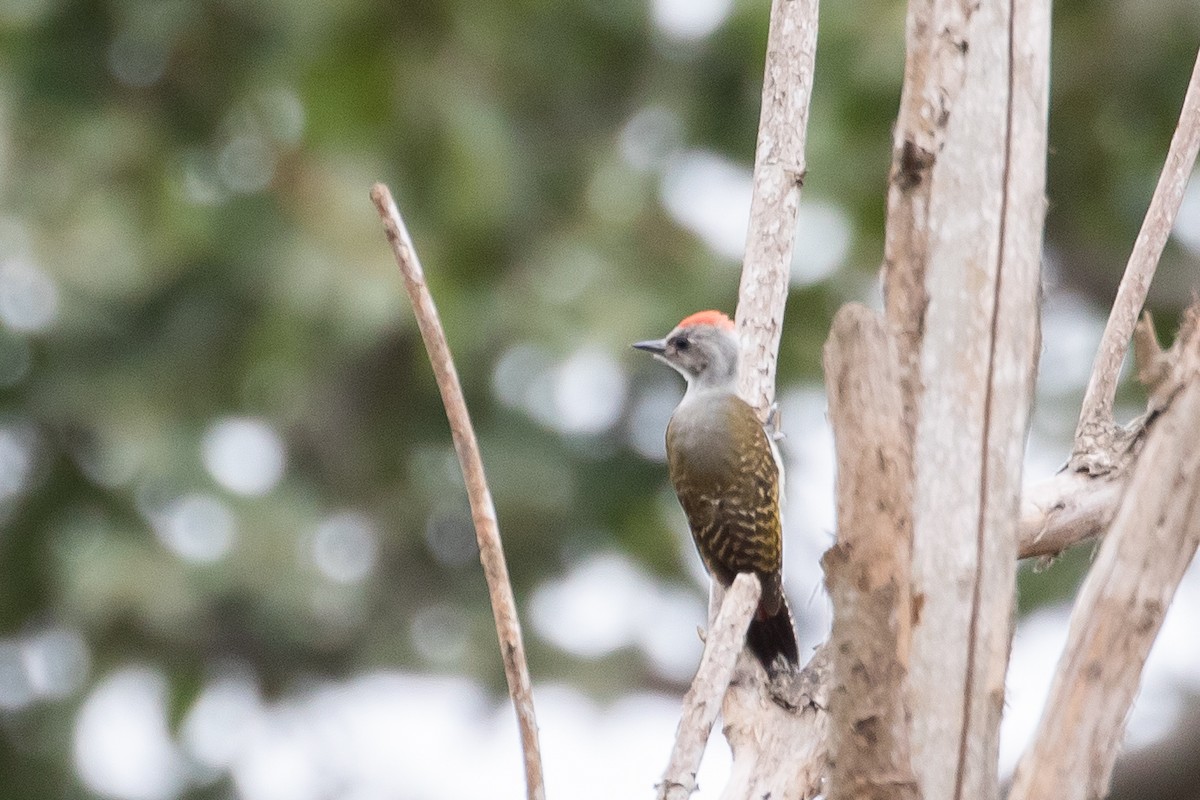 African Gray Woodpecker - ML616917314
