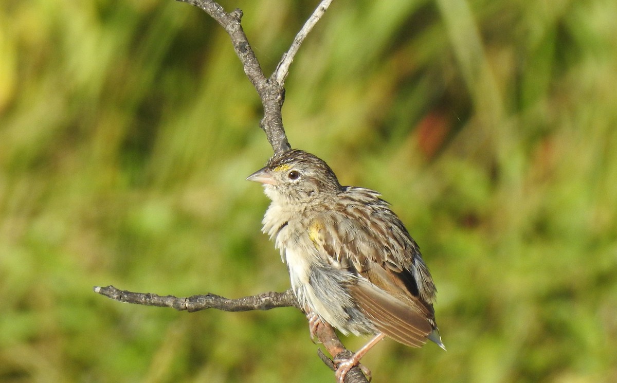 Grassland Sparrow - JESSICA ARRIGORRIA