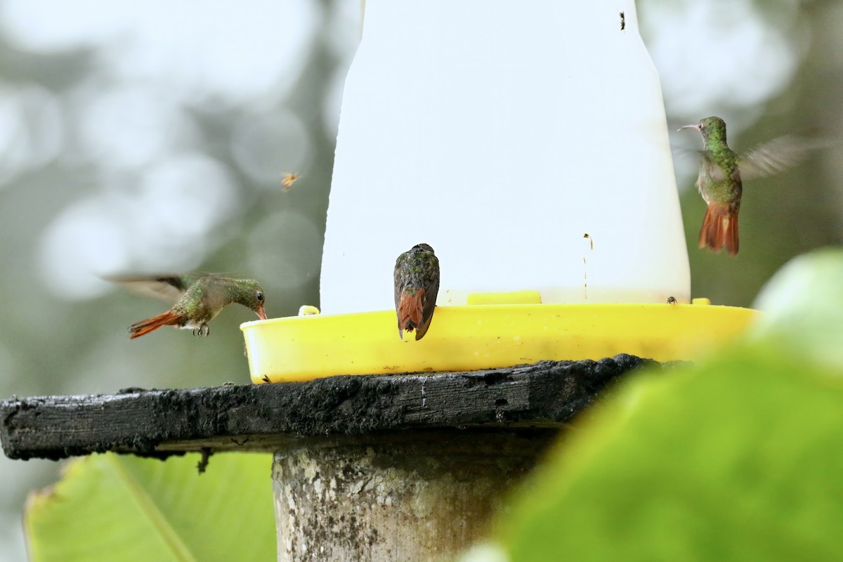 Rufous-tailed Hummingbird - Katrina Moilanen