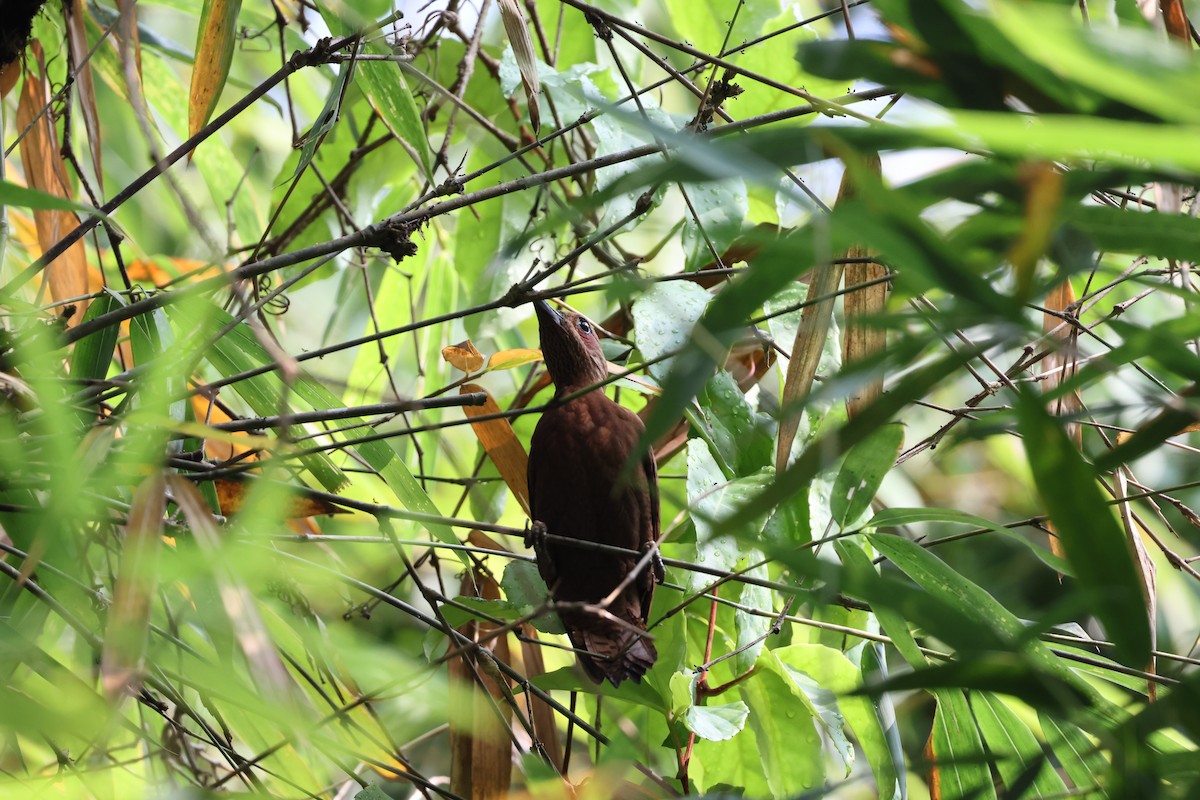 Rufous Woodpecker - ML616917351