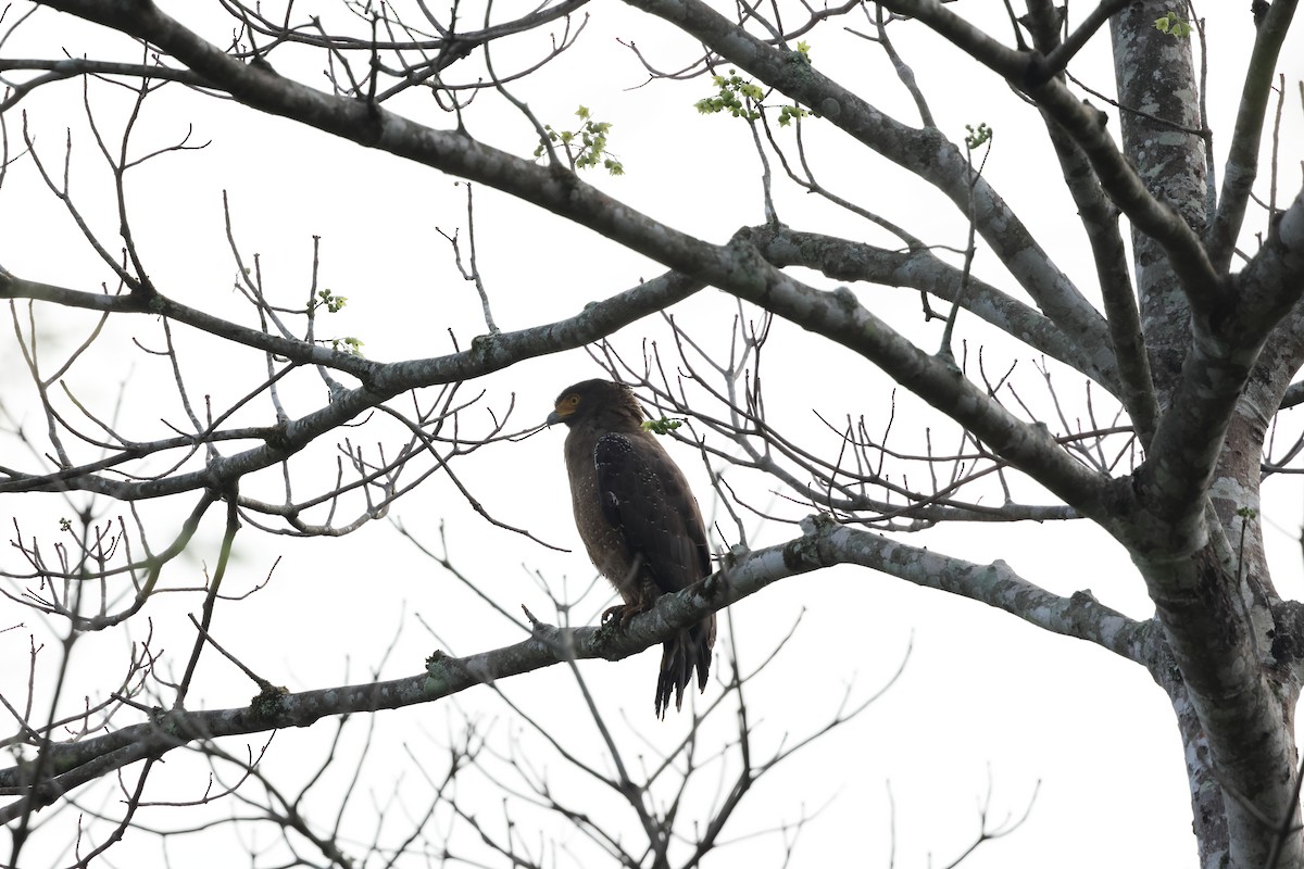 Crested Serpent-Eagle - ML616917429