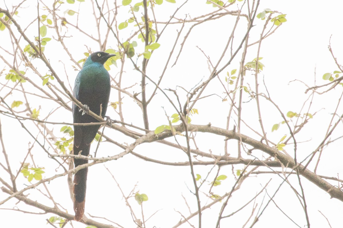 Long-tailed Glossy Starling - Jeanne Verhulst