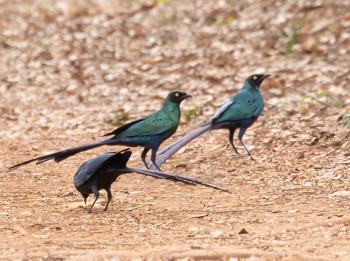 Long-tailed Glossy Starling - ML616917498