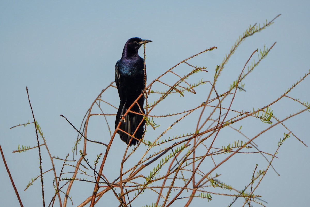 Boat-tailed Grackle - ML616917502