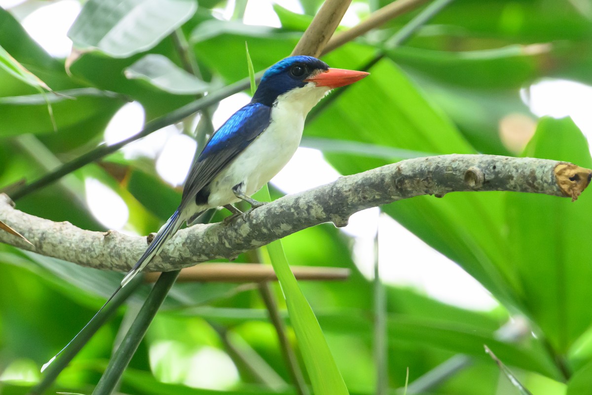 Common Paradise-Kingfisher - Stephen Davies