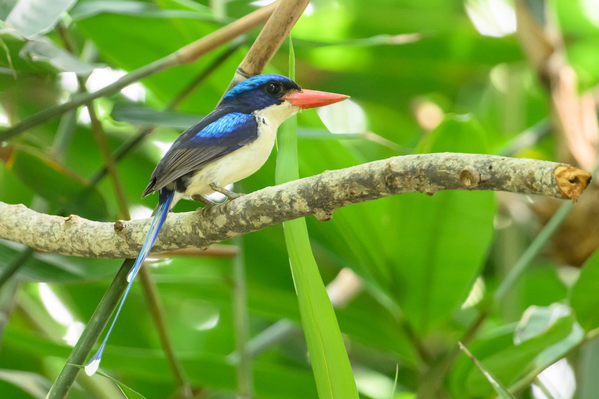 Common Paradise-Kingfisher - ML616917558