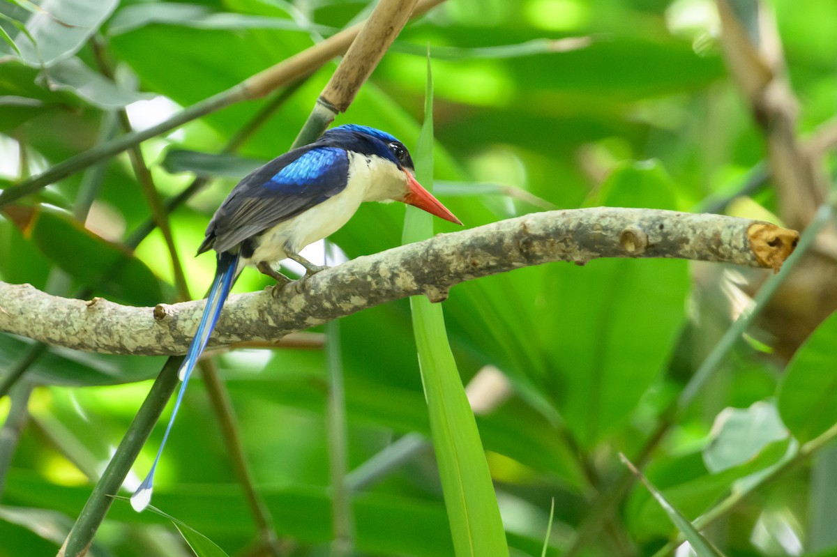 Common Paradise-Kingfisher - ML616917560