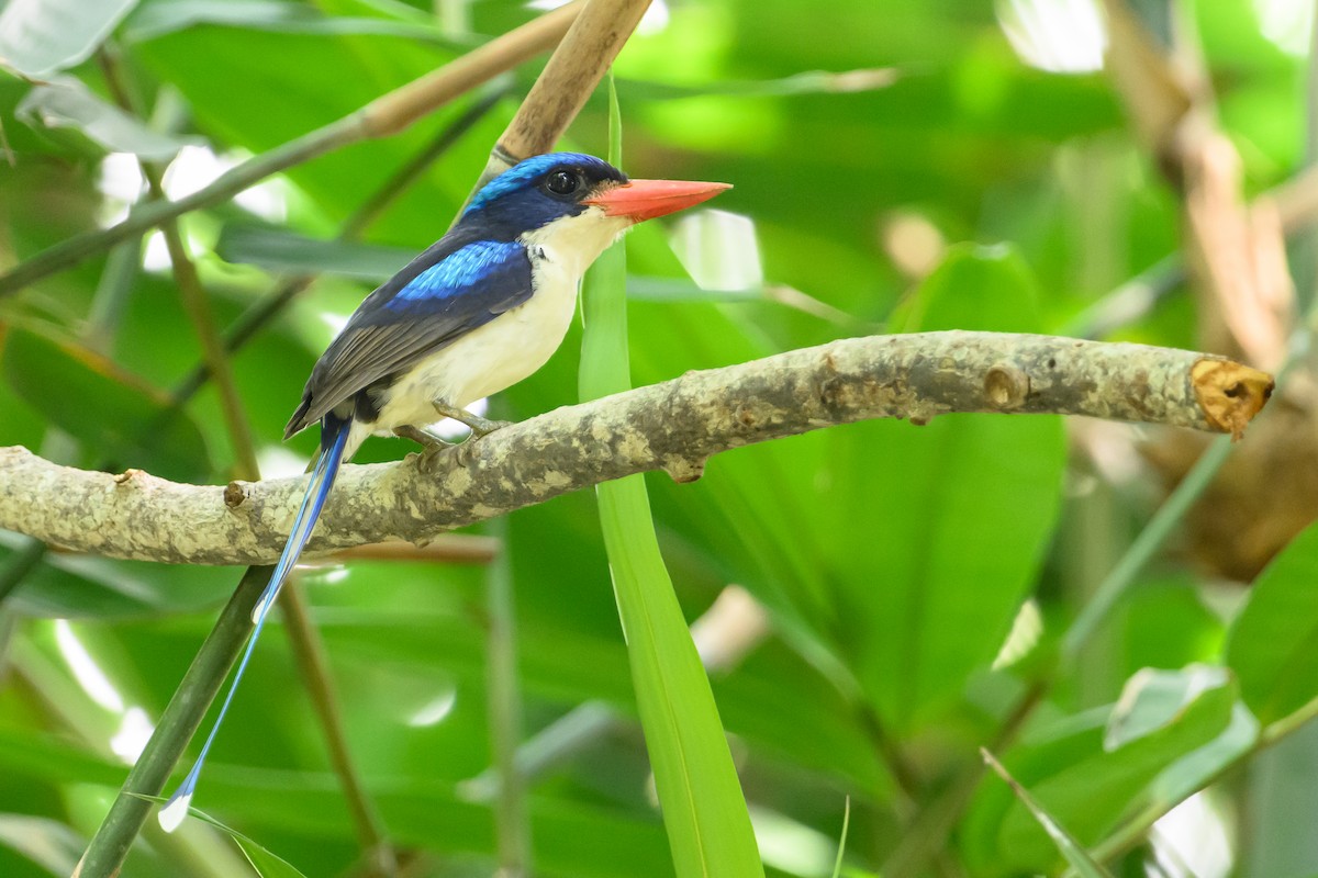 Common Paradise-Kingfisher - ML616917561