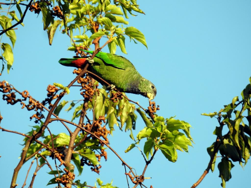 Scaly-headed Parrot - ML616917604