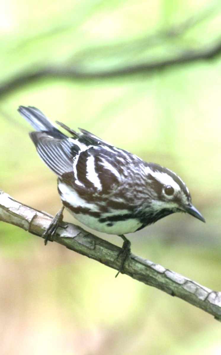 Black-and-white Warbler - ML616917716