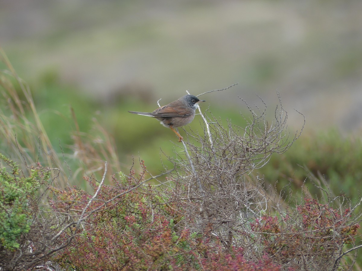Spectacled Warbler - Paul Strong