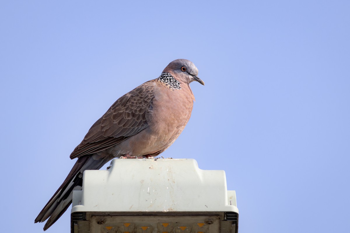 Spotted Dove - ML616917789