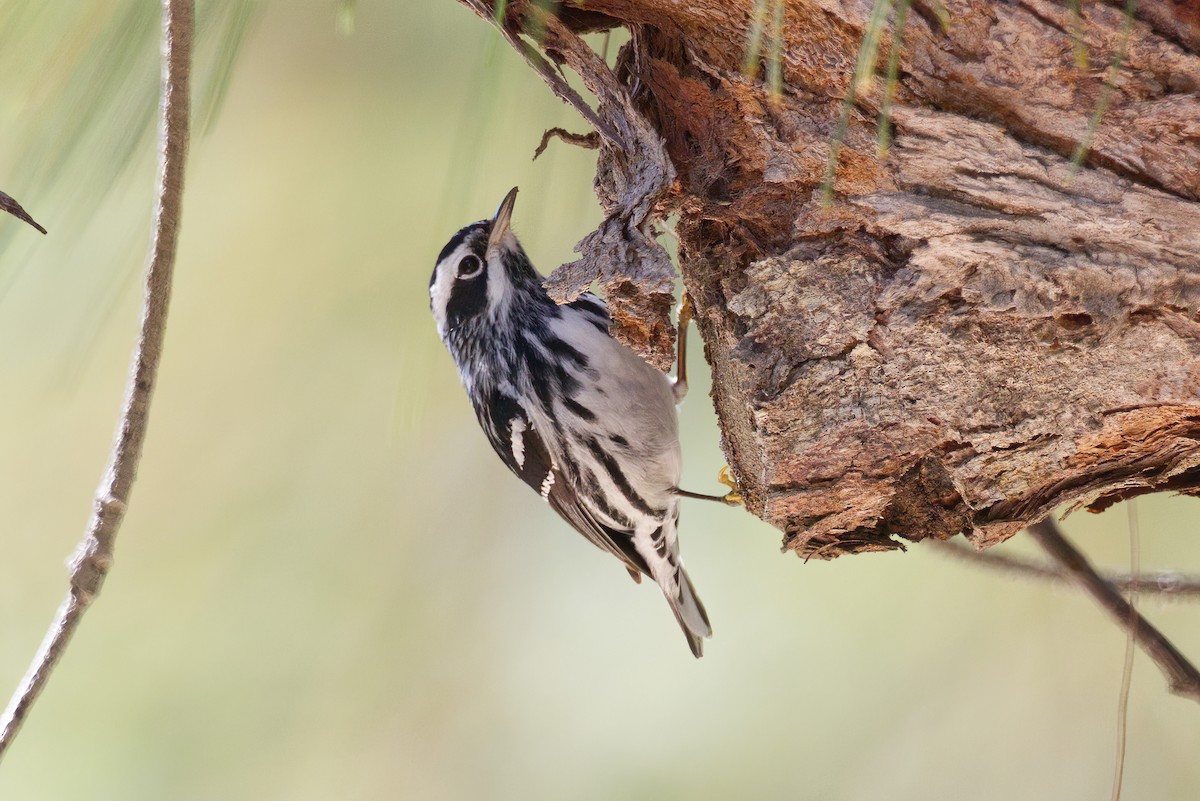 Black-and-white Warbler - ML616917795