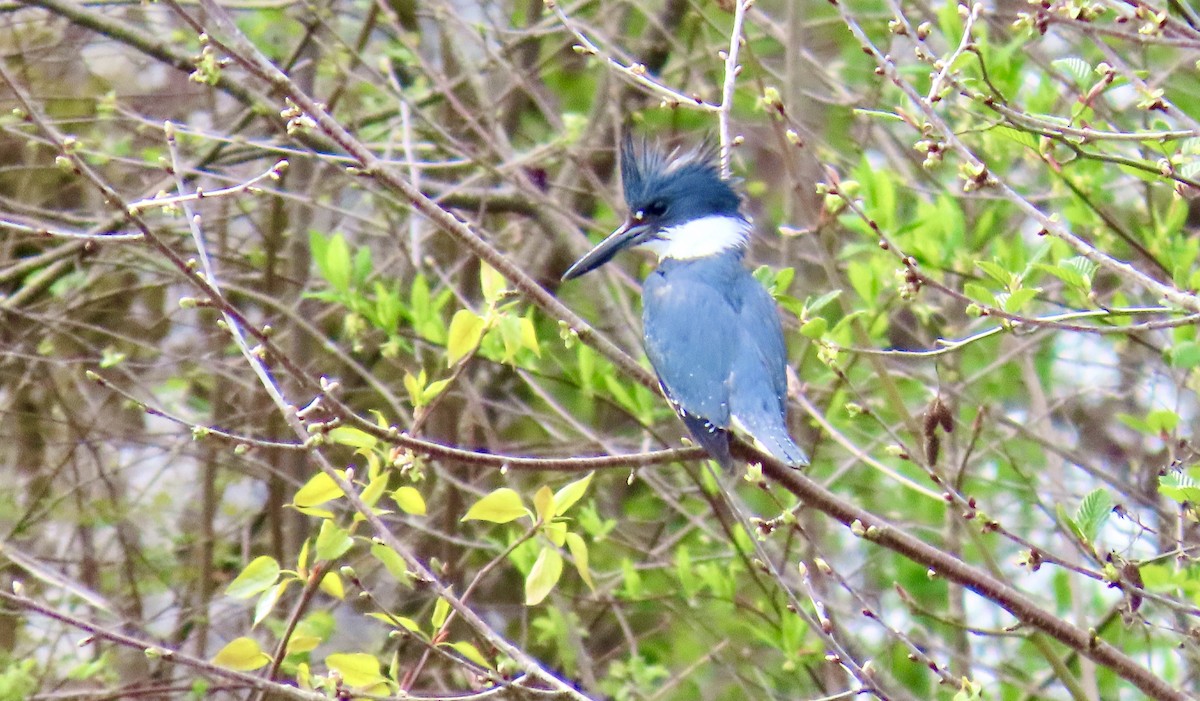 Belted Kingfisher - ML616917856