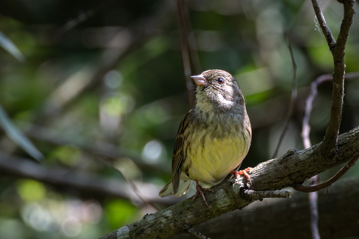 Black-faced Bunting - André  Zambolli