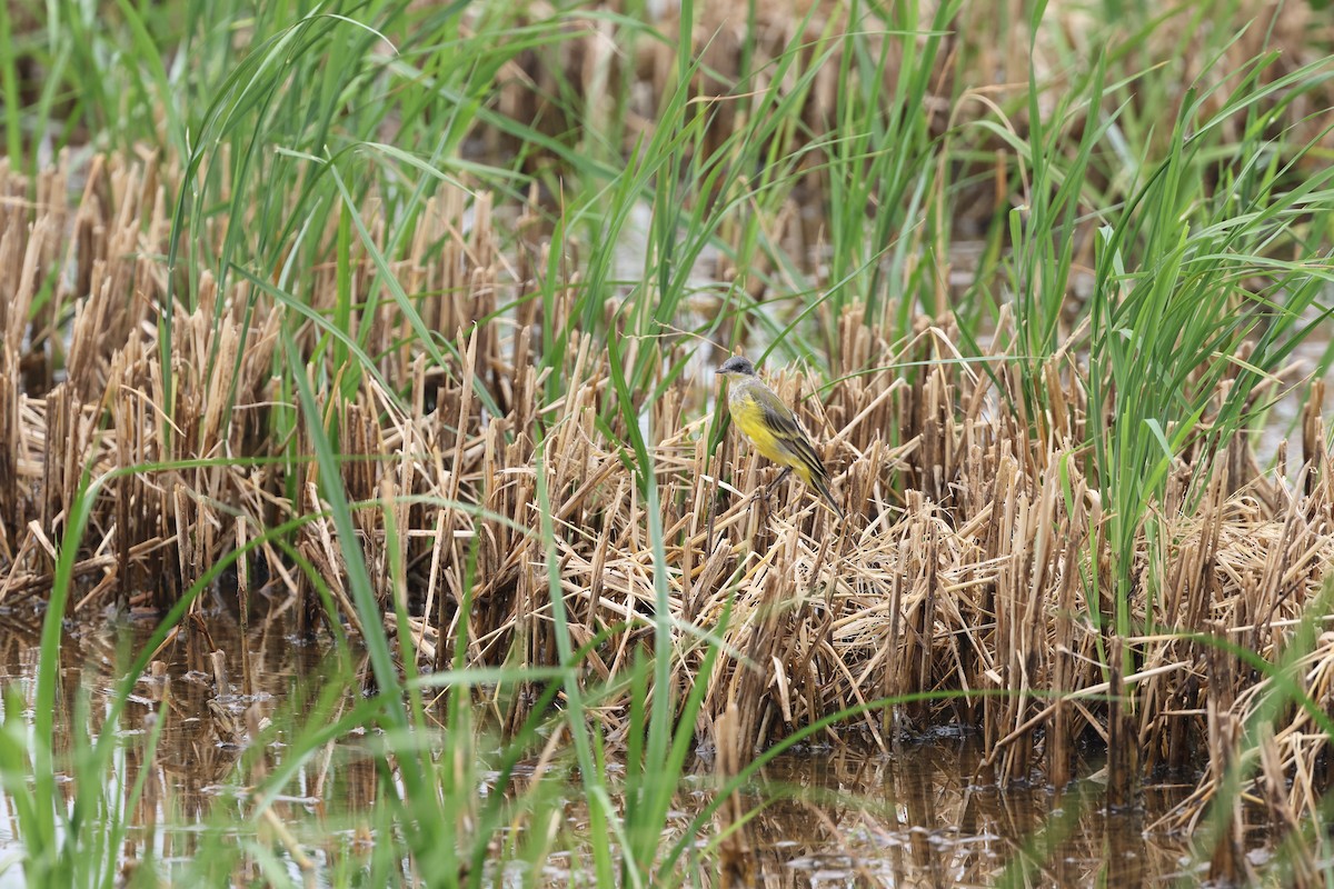 Eastern Yellow Wagtail - Gabriel Leite