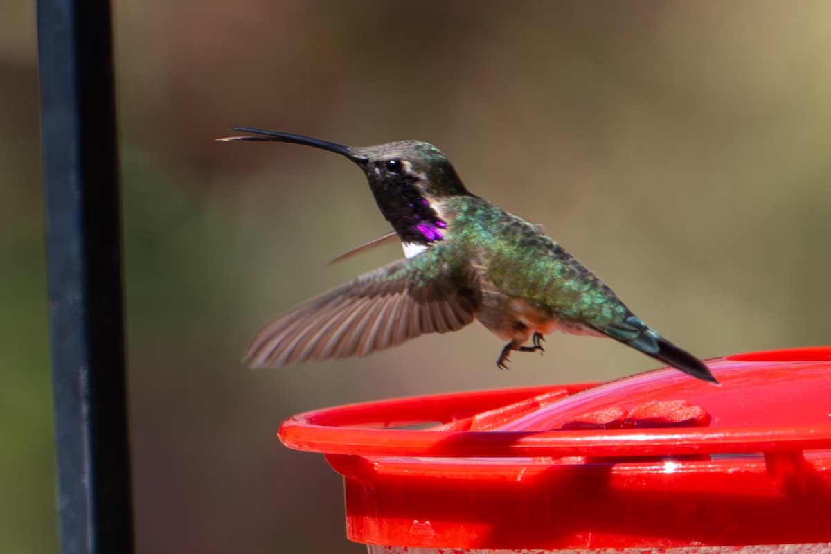 EBird Checklist - 4 Apr 2024 - Ash Canyon Bird Sanctuary (closed ...