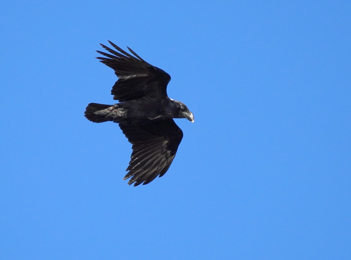 White-necked Raven - ML616918004