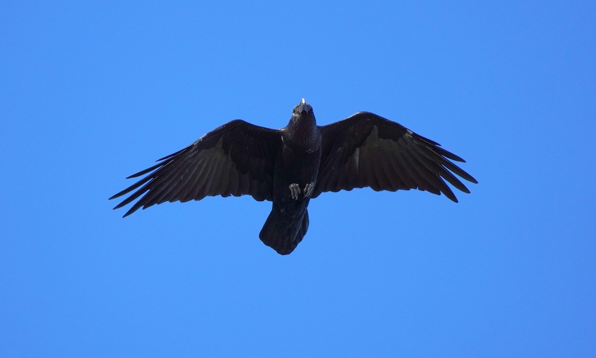 White-necked Raven - ML616918005