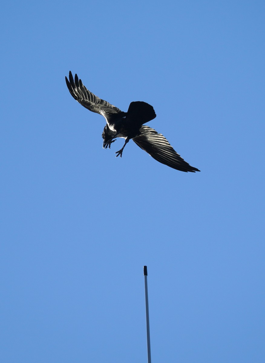 White-necked Raven - ML616918059