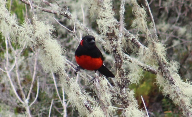Scarlet-bellied Mountain Tanager - ML616918075