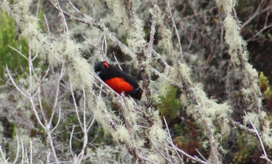Scarlet-bellied Mountain Tanager - ML616918076