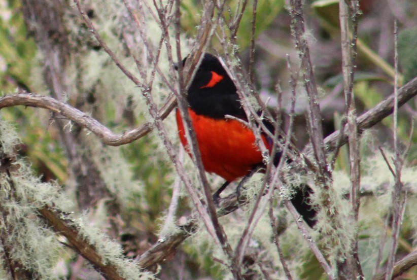 Scarlet-bellied Mountain Tanager - ML616918077