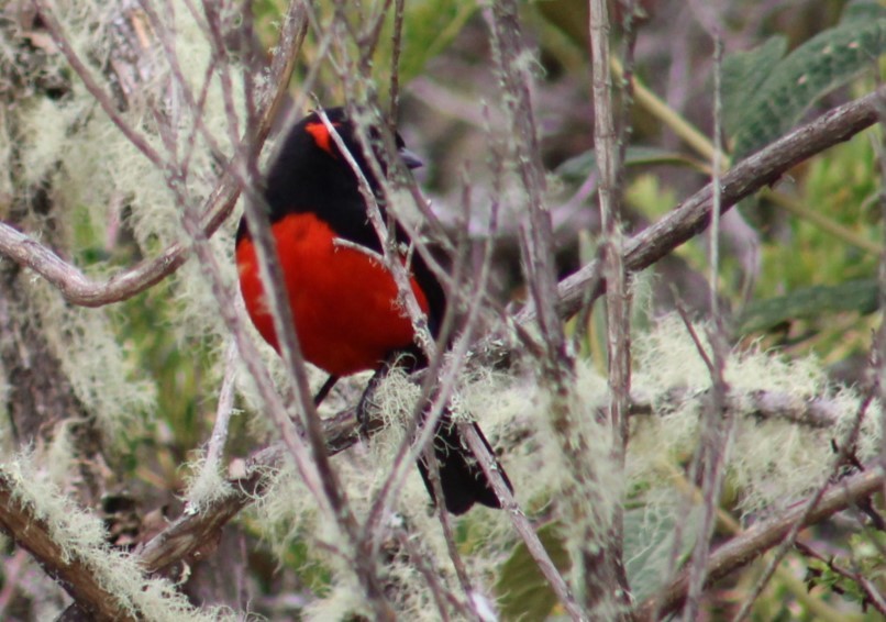 Scarlet-bellied Mountain Tanager - ML616918078