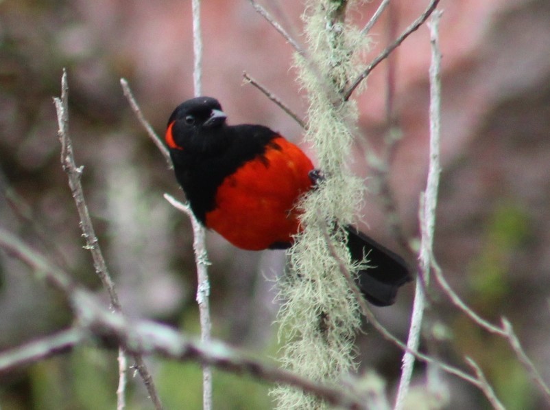Scarlet-bellied Mountain Tanager - ML616918079