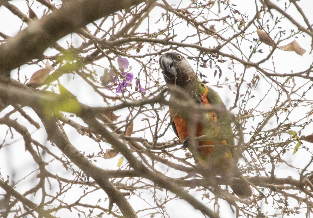 Senegal Parrot - Jeanne Verhulst