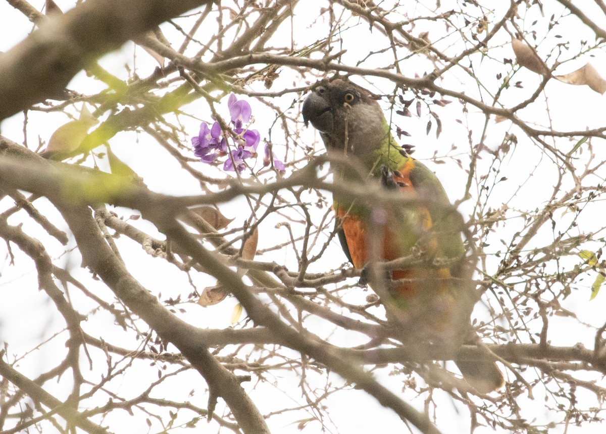 Senegal Papağanı - ML616918095