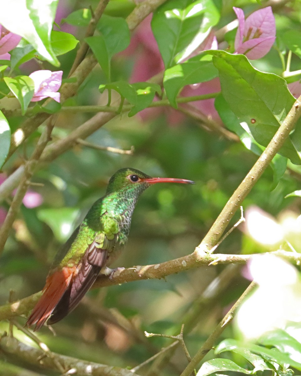 Rufous-tailed Hummingbird (Rufous-tailed) - ML616918101