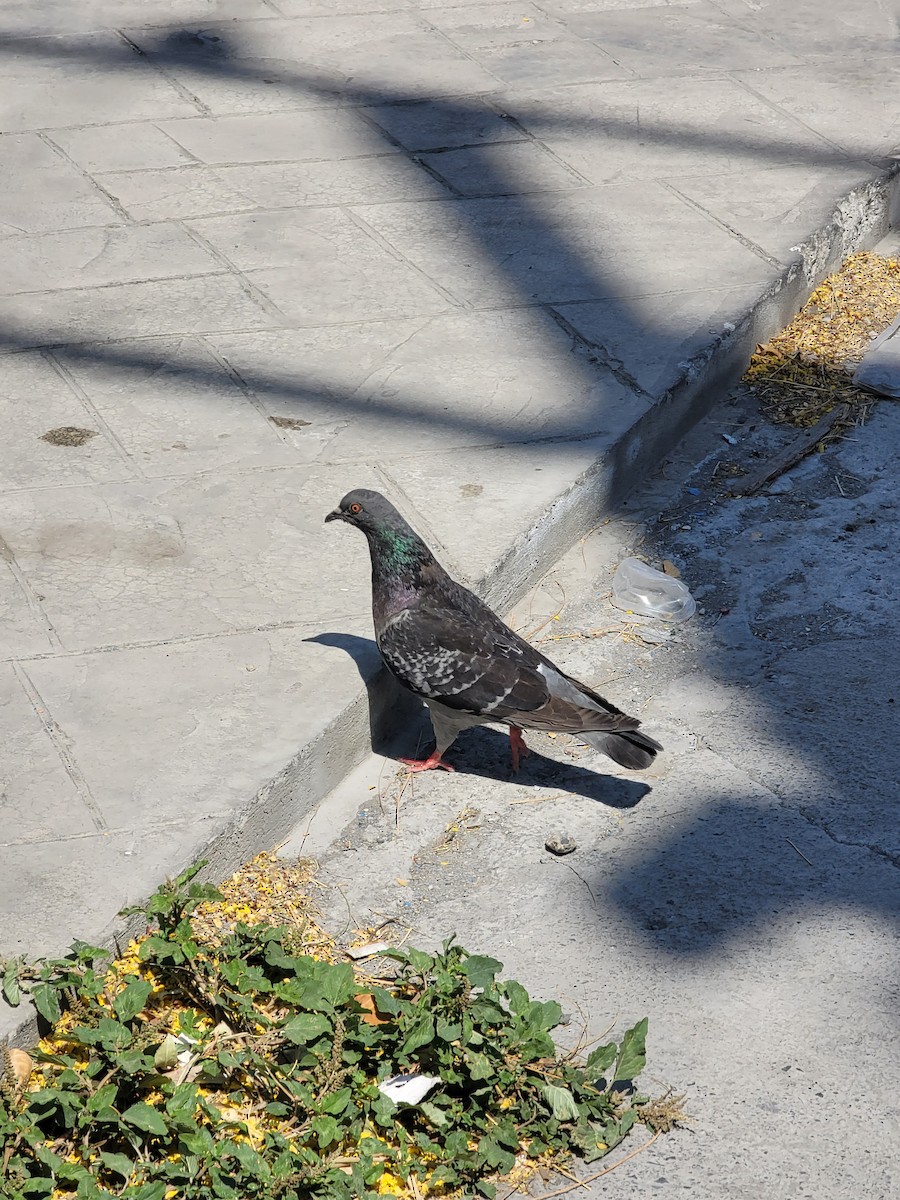 Rock Pigeon (Feral Pigeon) - Rodolfo Salinas-Villarreal