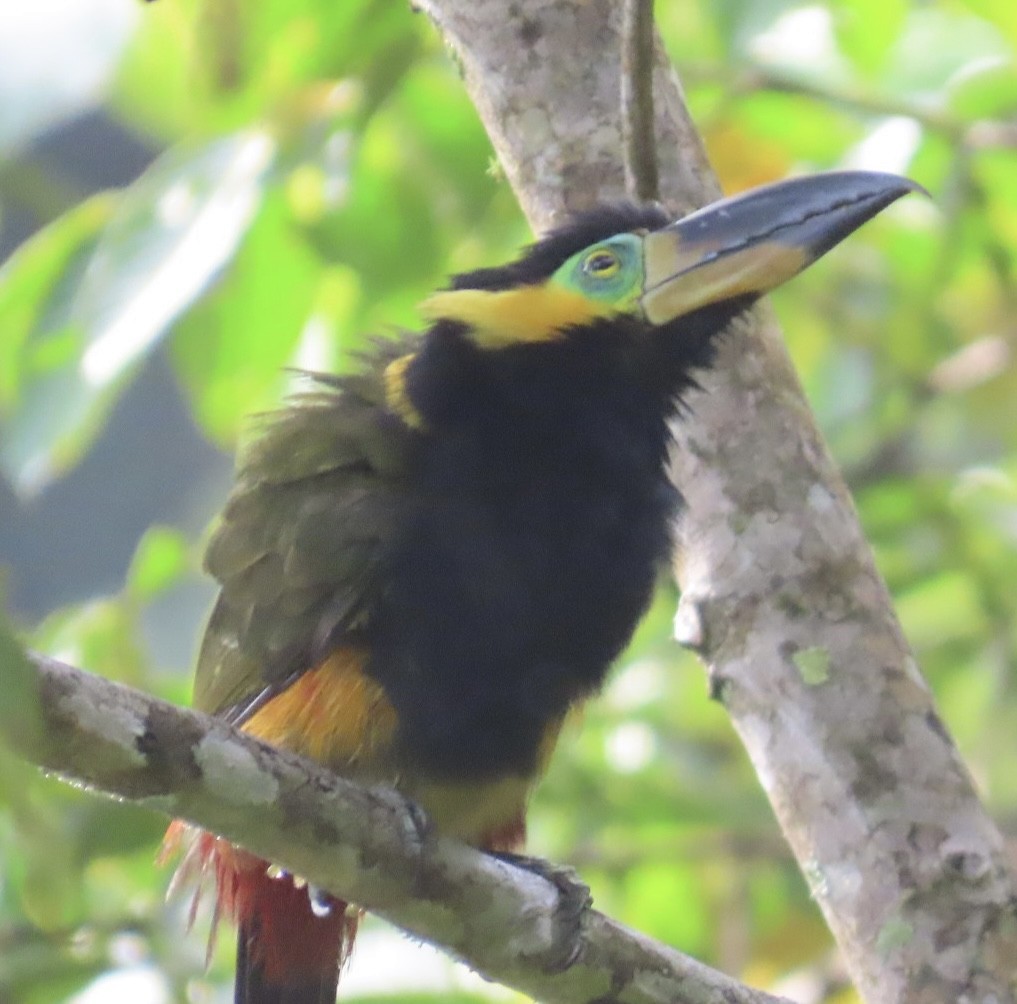 Golden-collared Toucanet - Jim Rowoth