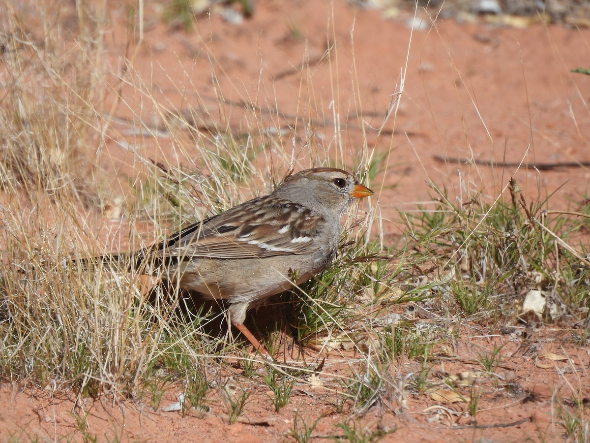 White-crowned Sparrow - ML616918317