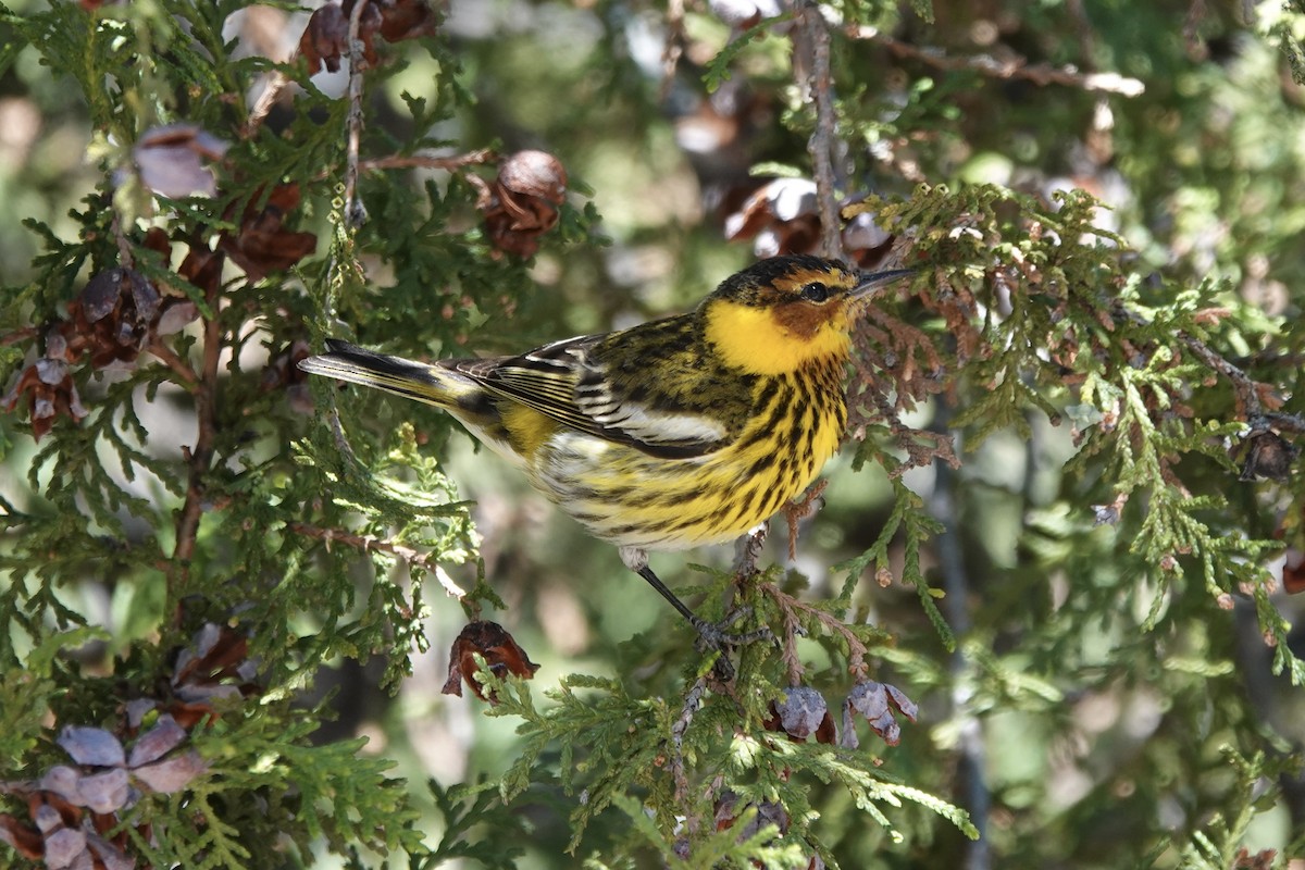 Cape May Warbler - ML616918342