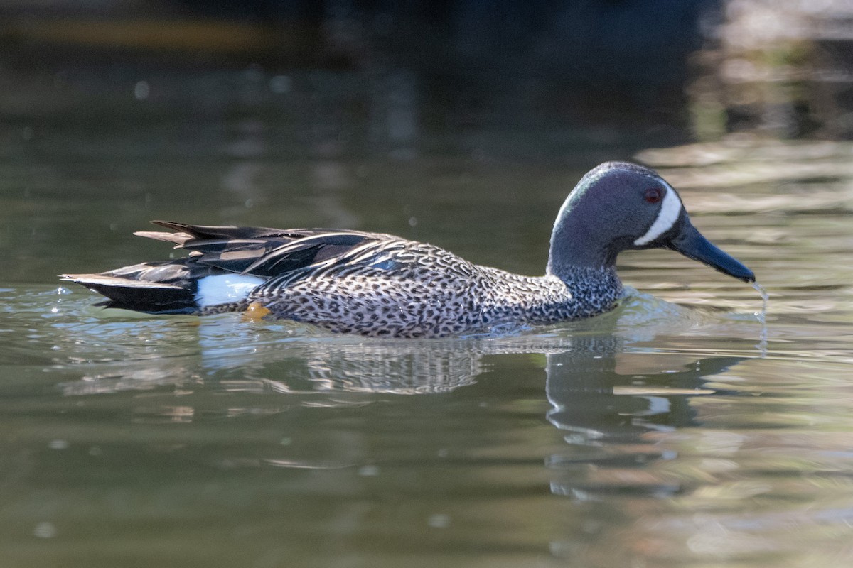 Blue-winged Teal - ML616918389