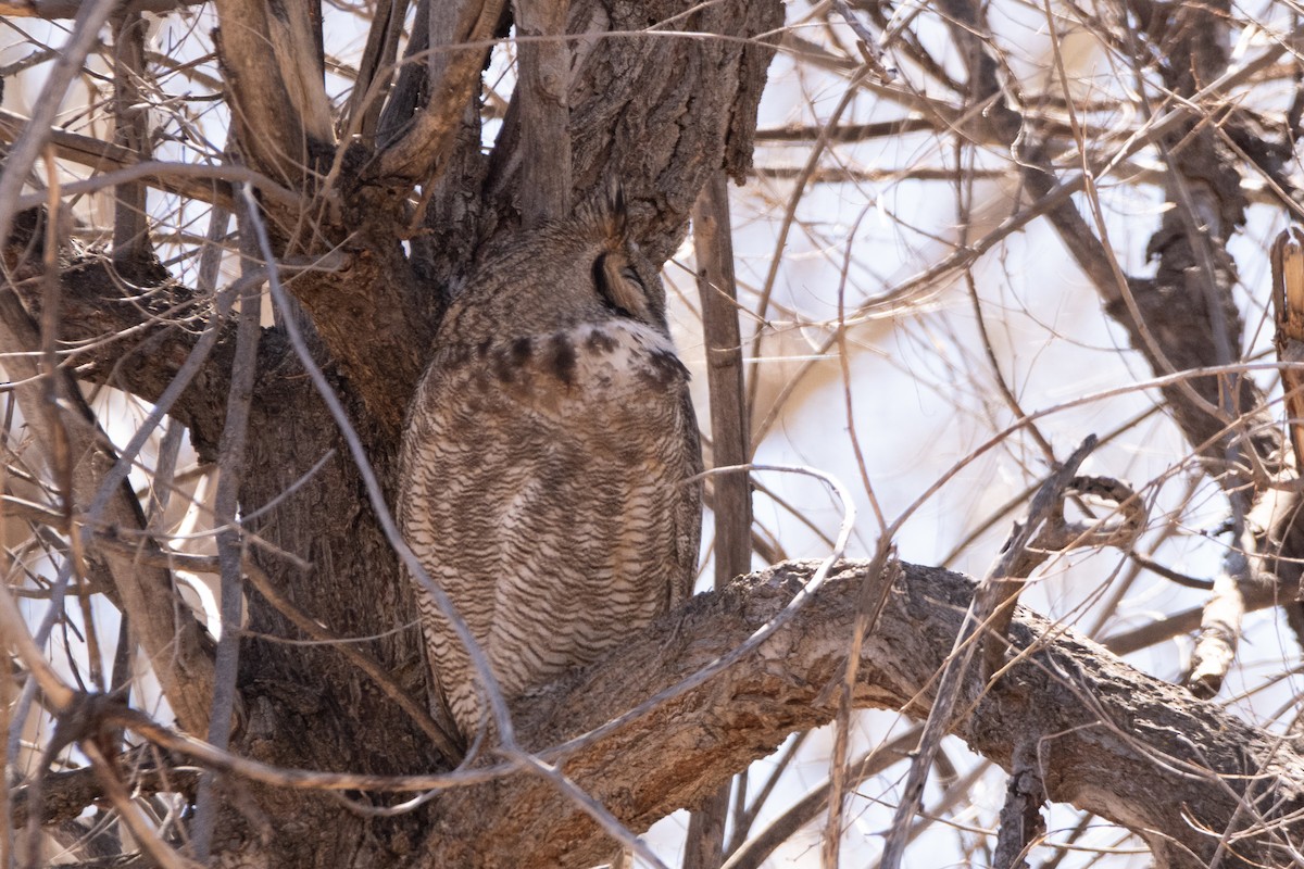 Great Horned Owl - ML616918397