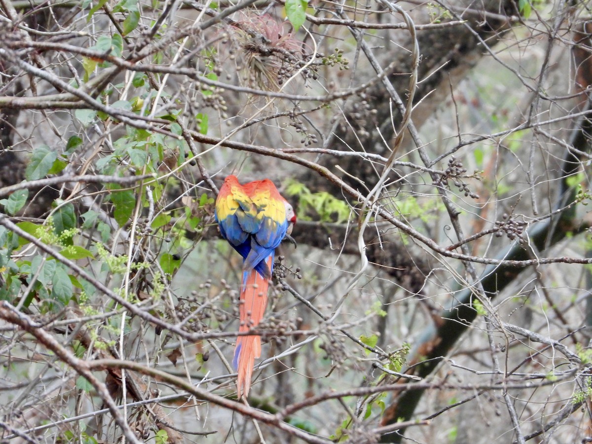 Scarlet Macaw - ML616918503