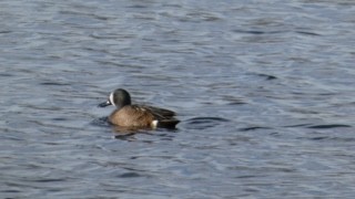 Blue-winged Teal - ML616918531