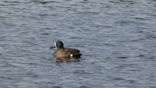 Blue-winged Teal - ML616918538