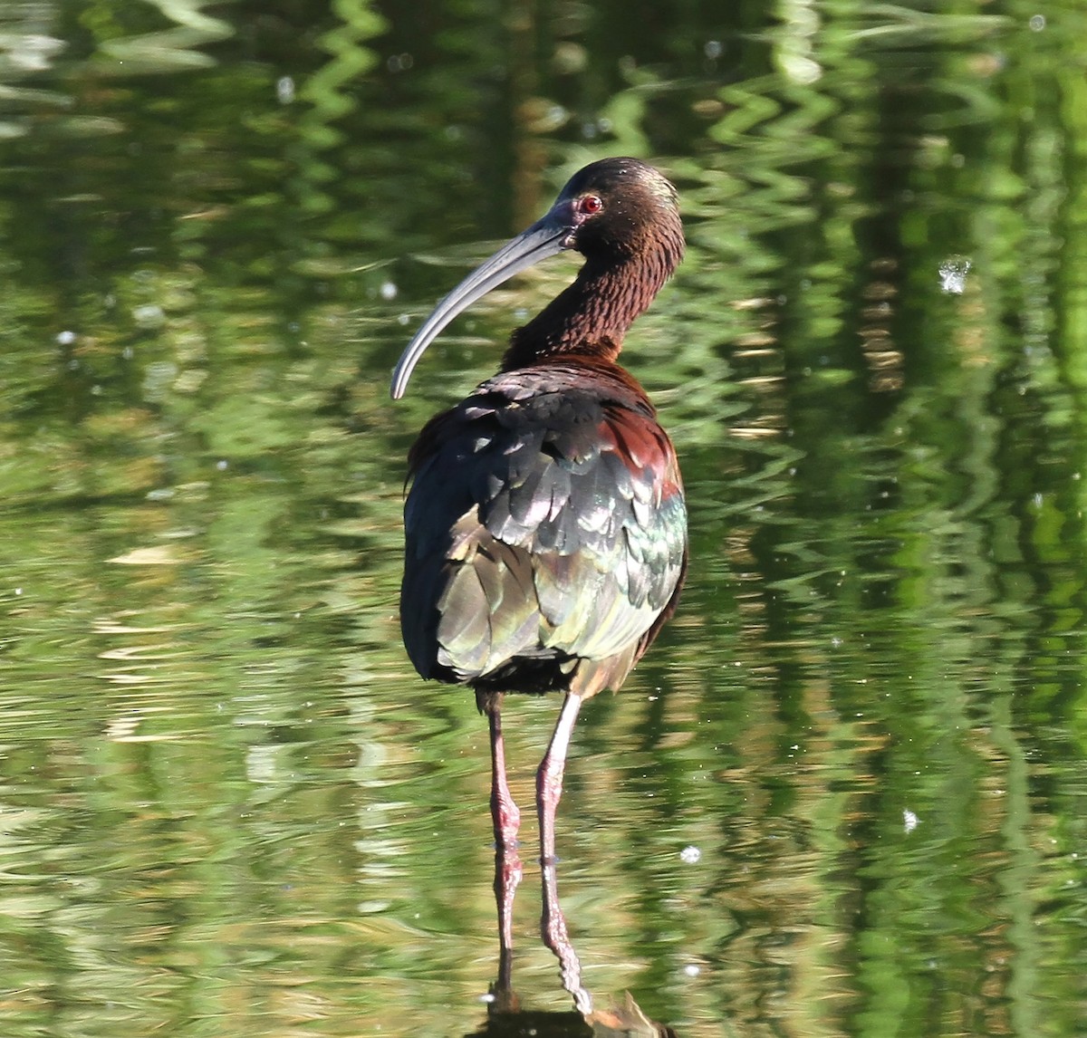 ibis americký - ML616918621